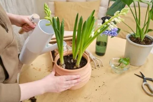 风信子叶子发黄的原因及处理方法，可能是施肥过多所致