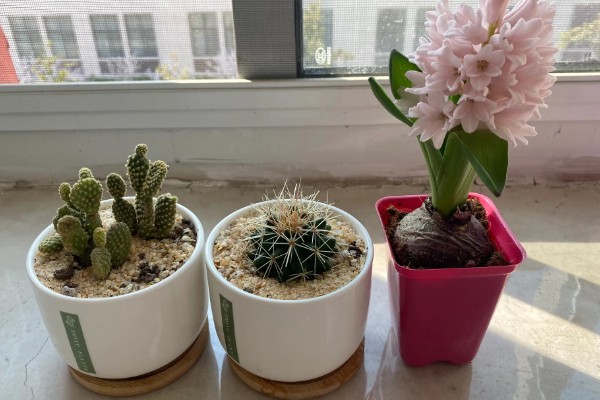 风信子叶子发黄的原因及处理方法，可能是施肥过多所致