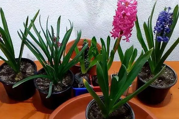 风信子叶子发黄的原因及处理方法，可能是施肥过多所致