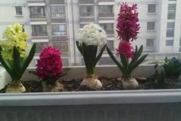 风信子叶子发黄的原因及处理方法，可能是施肥过多所致