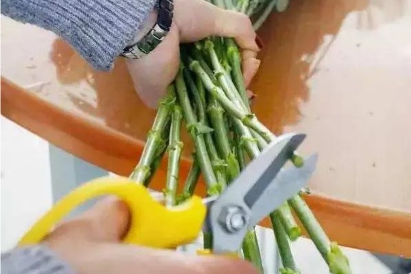 洋桔梗如何醒花，先进行修剪