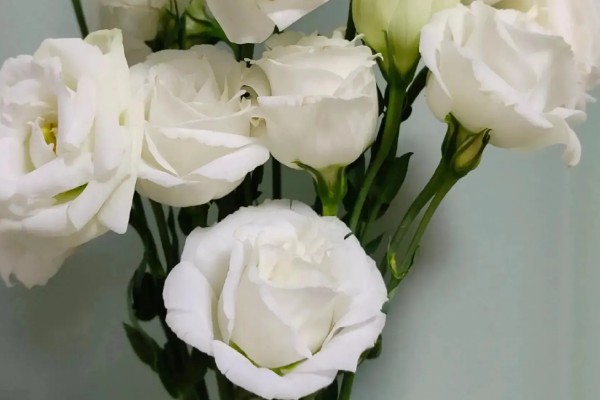 洋桔梗如何醒花，先进行修剪