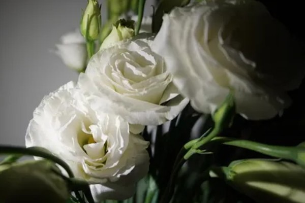 洋桔梗如何醒花，先进行修剪