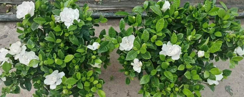 栀子花怎么养护，降温后转移到室内温暖处