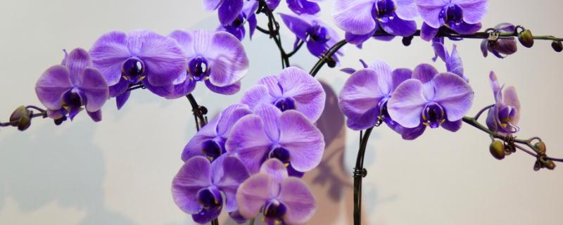 名贵的蝴蝶兰品种，有曼氏蝴蝶兰、版纳蝴蝶兰等