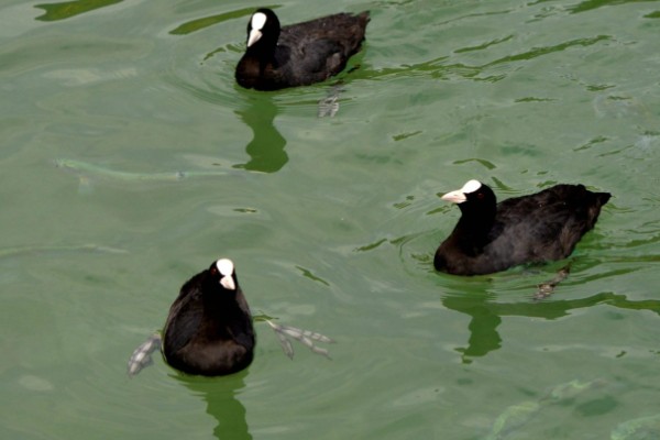 怎么养黑水鸡,要定期巡视养殖场所