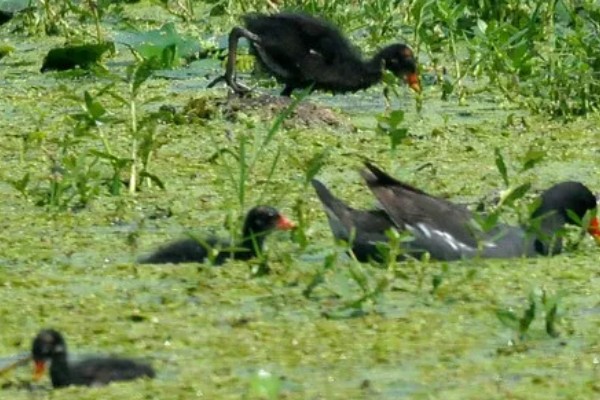 怎么养黑水鸡,要定期巡视养殖场所