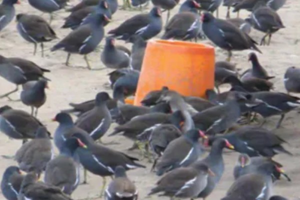 怎么养黑水鸡,要定期巡视养殖场所