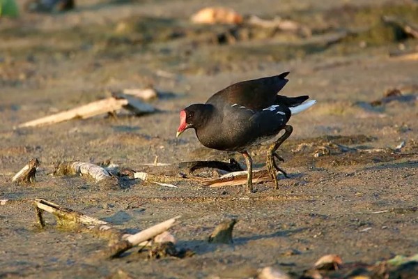 怎么养黑水鸡,要定期巡视养殖场所