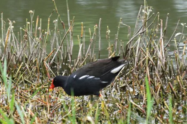 怎么养黑水鸡,要定期巡视养殖场所