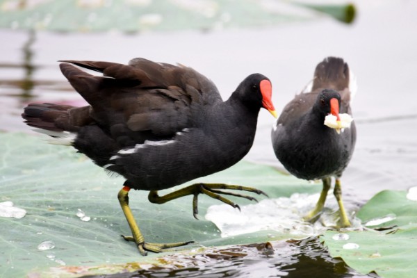 怎么养黑水鸡,要定期巡视养殖场所