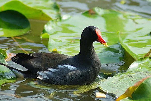 怎么养黑水鸡,要定期巡视养殖场所