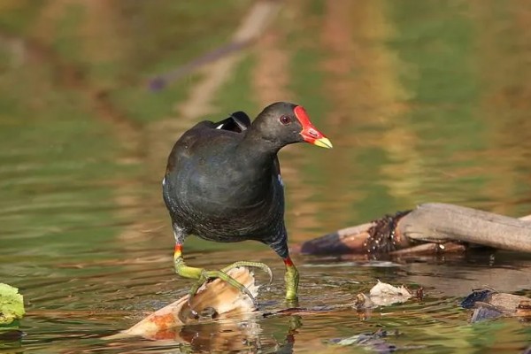 怎么养黑水鸡,要定期巡视养殖场所