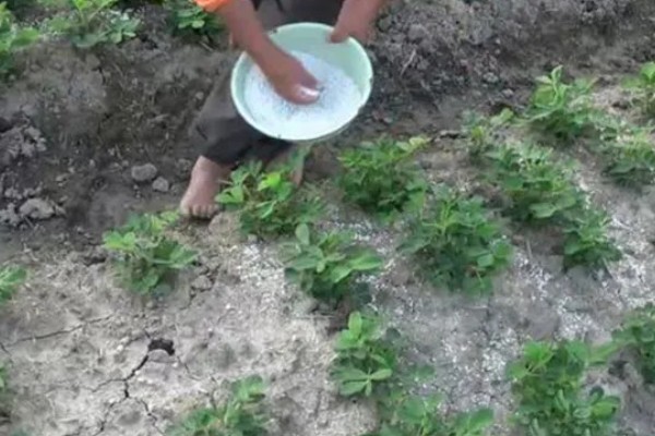 麦套花生如何追肥,注意补施钙肥