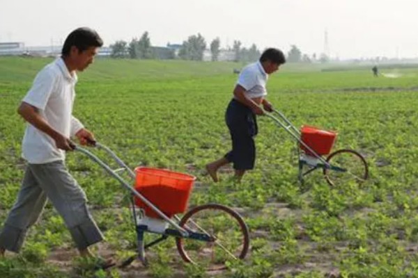 麦套花生如何追肥,注意补施钙肥