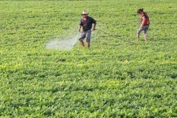麦套花生如何追肥,注意补施钙肥