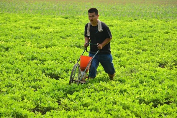 麦套花生如何追肥,注意补施钙肥