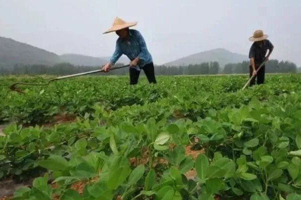 麦套花生如何追肥,注意补施钙肥