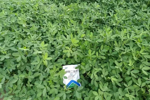 麦套花生如何追肥,注意补施钙肥