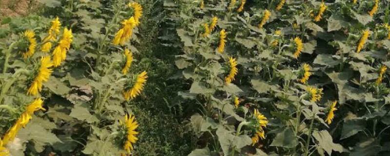 矮大头油葵的种植技术，浇水时需要注意浇水量