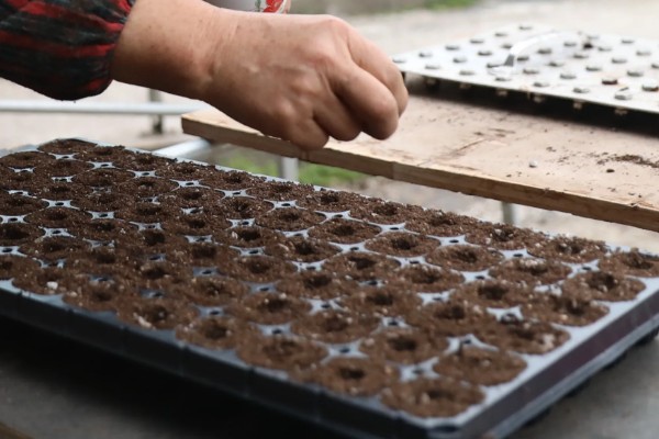 怎么种大丽花籽，一般在2-3月份播种