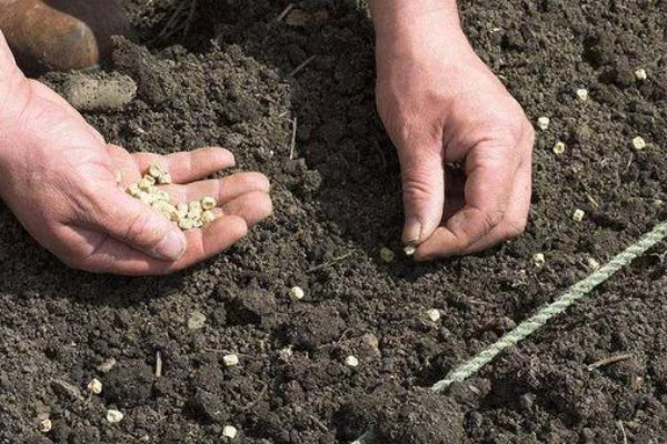 怎么种大丽花籽，一般在2-3月份播种