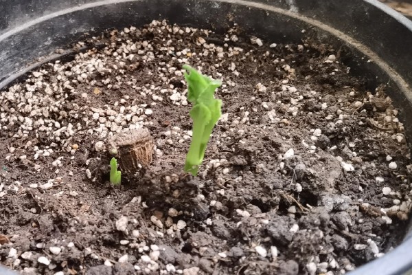 怎么种大丽花籽，一般在2-3月份播种