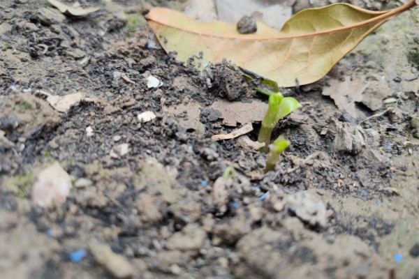 怎么种大丽花籽，一般在2-3月份播种