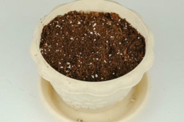 怎么种大丽花籽，一般在2-3月份播种