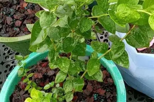 蓝莓叶片发红的原因，可能是缺乏氮元素