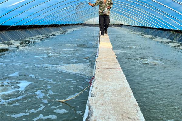 养虾怎样肥水，放苗前20天左右肥水为佳