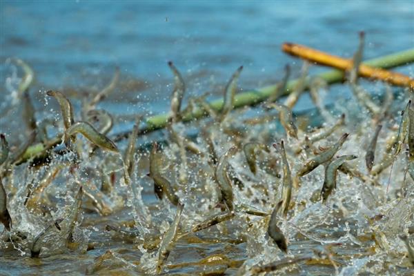 养虾怎样肥水，放苗前20天左右肥水为佳