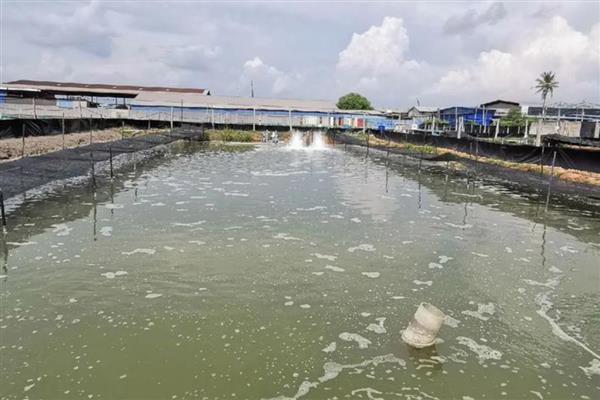 养虾怎样肥水，放苗前20天左右肥水为佳