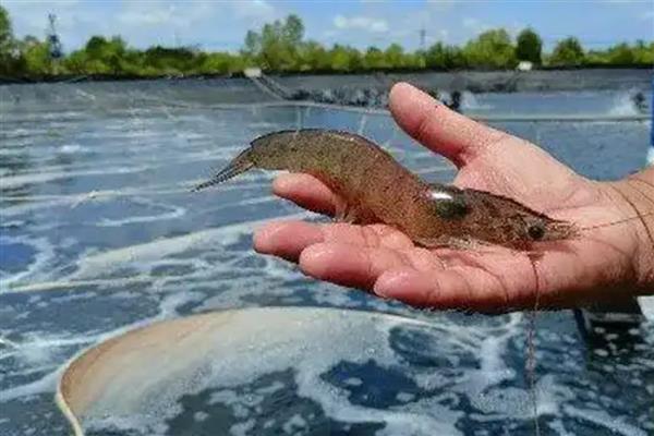 养虾怎样肥水，放苗前20天左右肥水为佳