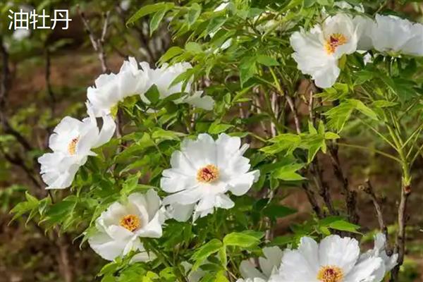 油牡丹与观赏牡丹有什么区别，株形、花色等方面都不同