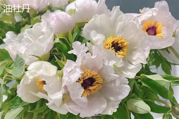 油牡丹与观赏牡丹有什么区别，株形、花色等方面都不同