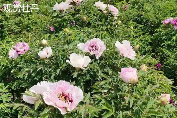 油牡丹与观赏牡丹有什么区别，株形、花色等方面都不同