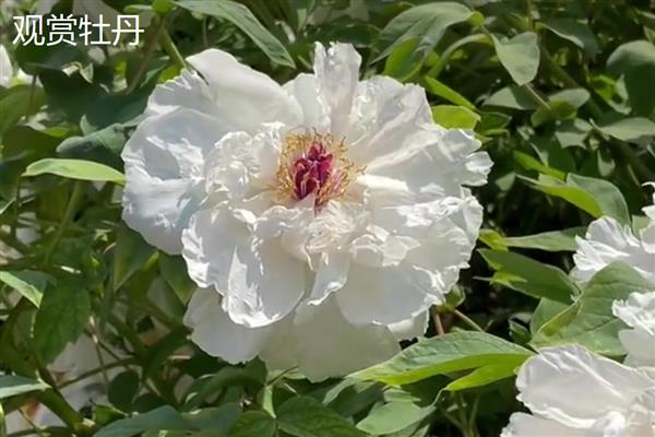 油牡丹与观赏牡丹有什么区别，株形、花色等方面都不同