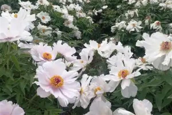 油牡丹与观赏牡丹有什么区别，株形、花色等方面都不同