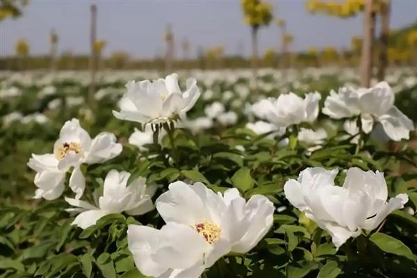 油牡丹与观赏牡丹有什么区别，株形、花色等方面都不同