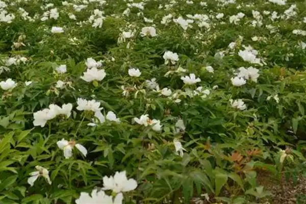 油牡丹与观赏牡丹有什么区别，株形、花色等方面都不同