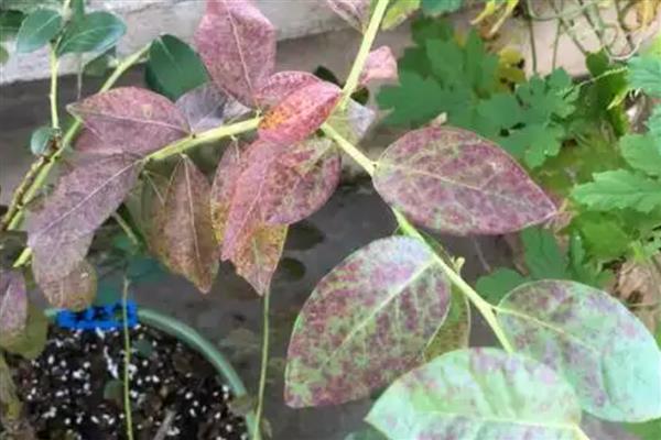 蓝莓叶片发红的原因，可能是缺乏氮元素