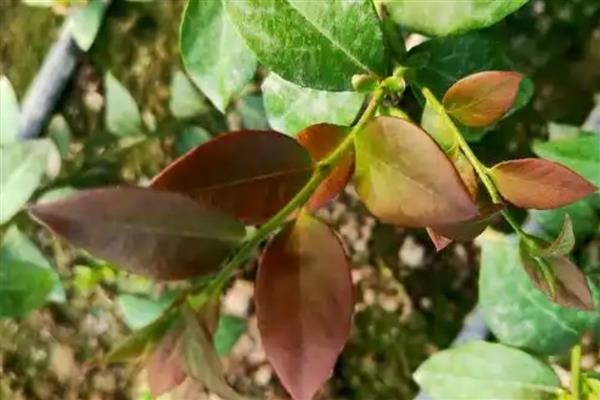 蓝莓叶片发红的原因，可能是缺乏氮元素