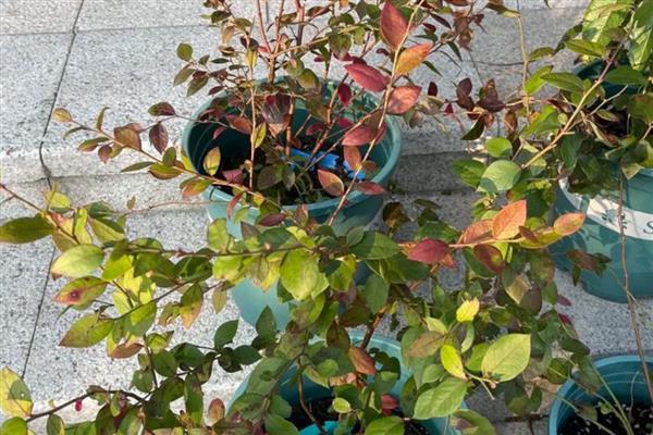 蓝莓叶片发红的原因，可能是缺乏氮元素