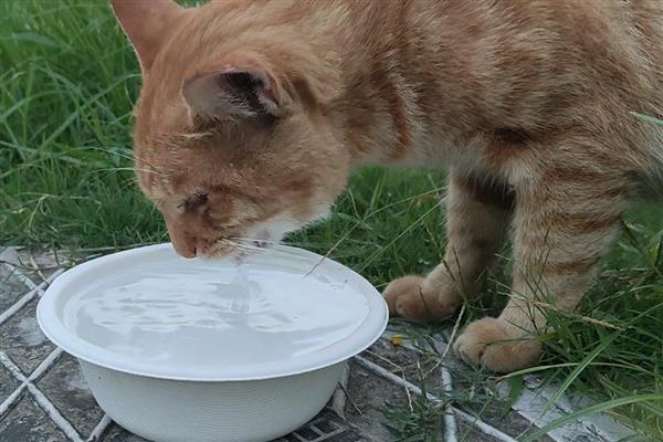 让猫咪多喝水的方法,要经常给猫咪换水