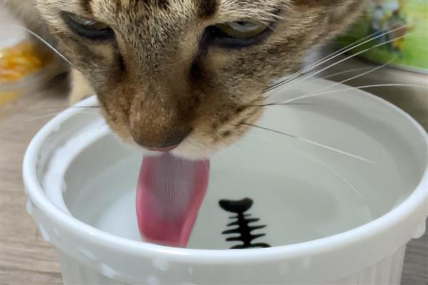 让猫咪多喝水的方法,要经常给猫咪换水