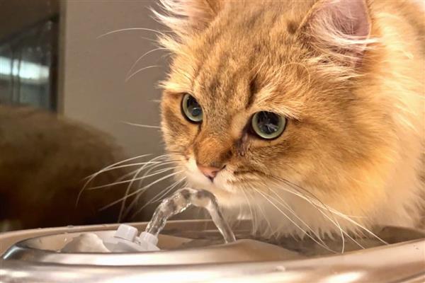 让猫咪多喝水的方法,要经常给猫咪换水