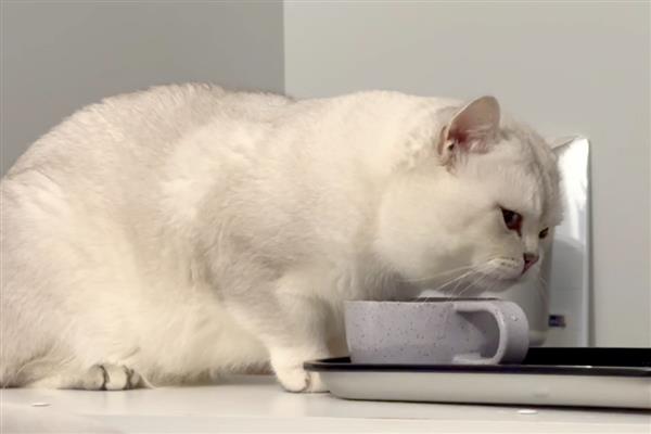 让猫咪多喝水的方法,要经常给猫咪换水