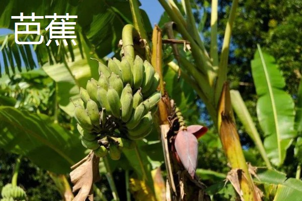 桂林盛产哪些水果，盛产金橘、芭蕉等