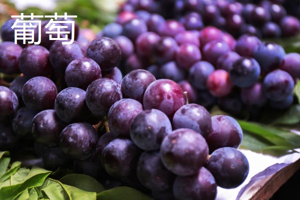 桂林盛产哪些水果，盛产金橘、芭蕉等